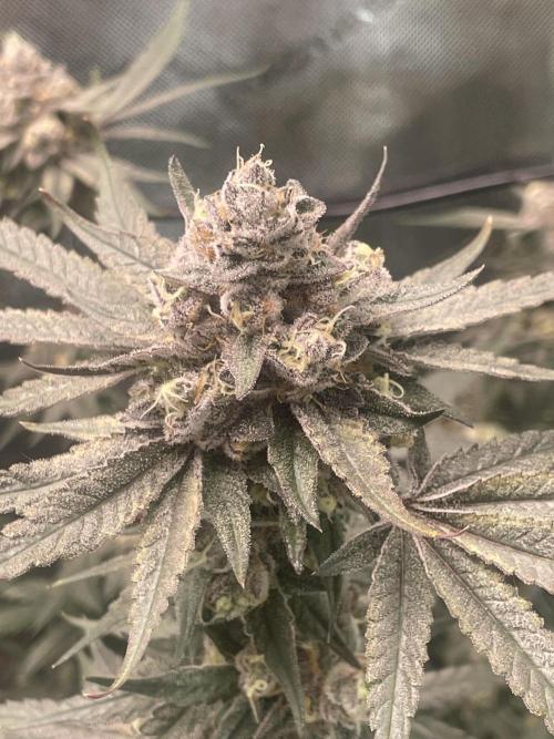 Purple Marmalade Pheno Hunt Living Soil. Week 14 - close up, number 3 December 7th