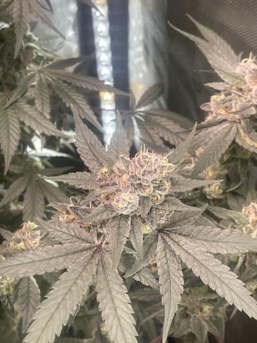 Purple Marmalade Pheno Hunt Living Soil. Week 14 - Number 3 December 7th