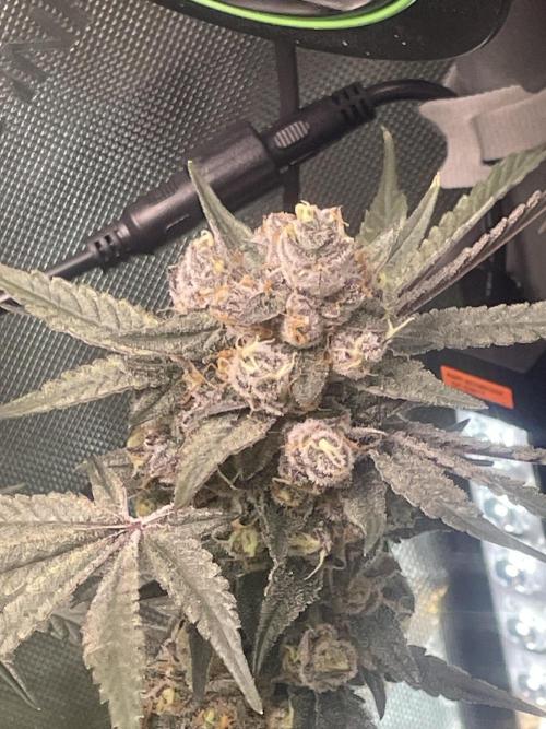 Purple Marmalade Pheno Hunt Living Soil. Week 14 - Number 3 December 7th