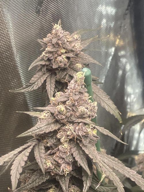 Purple Marmalade Pheno Hunt Living Soil. Week 14 - number 2 December 7th amazing colors 