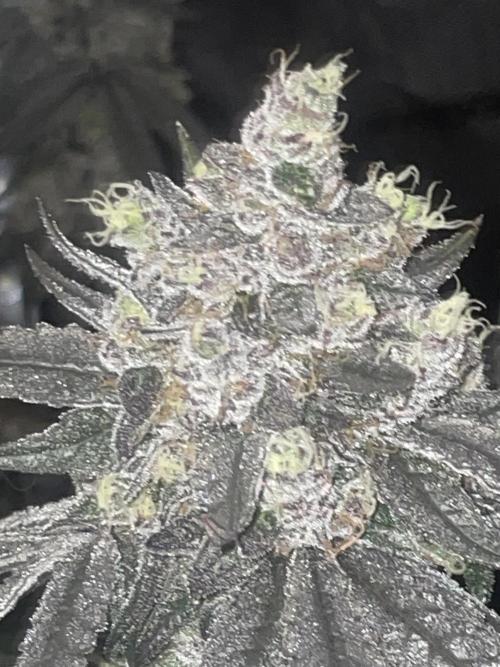 Purple Marmalade Pheno Hunt Living Soil. Week 14 - Number 2 close up December 7th lights off