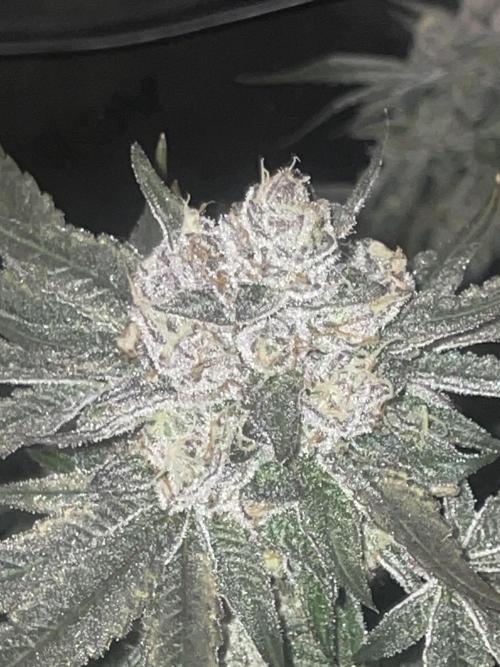 Purple Marmalade Pheno Hunt Living Soil. Week 14 - number 3 close up December 7th lights off