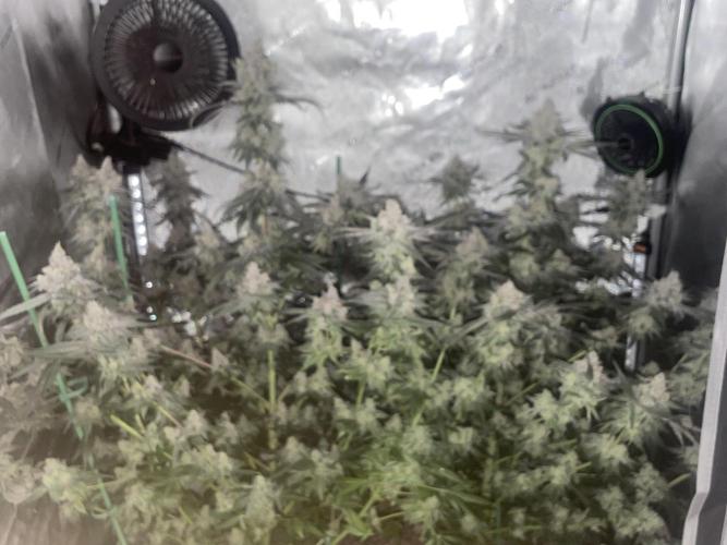 Purple Marmalade Pheno Hunt Living Soil. Week 14 - Canopy looking amazing December 7th