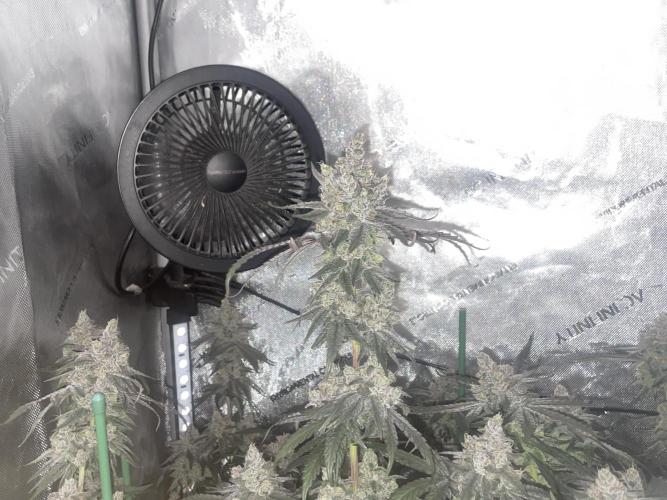 Purple Marmalade Pheno Hunt Living Soil. Week 14 - number 2 lights off December 7th