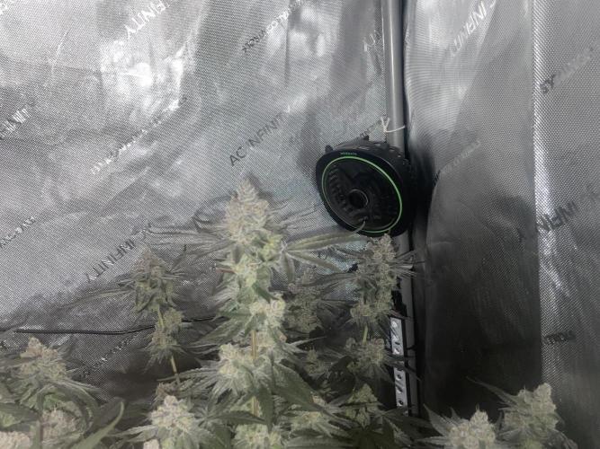 Purple Marmalade Pheno Hunt Living Soil. Week 14 - Number 3 lights off December 7th