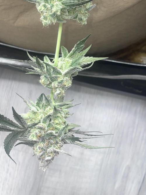 Purple Marmalade Pheno Hunt Living Soil. Week 14 - Number 3 beautiful colors