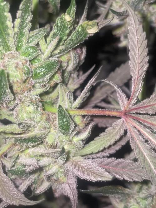 Purple Marmalade Pheno Hunt Living Soil