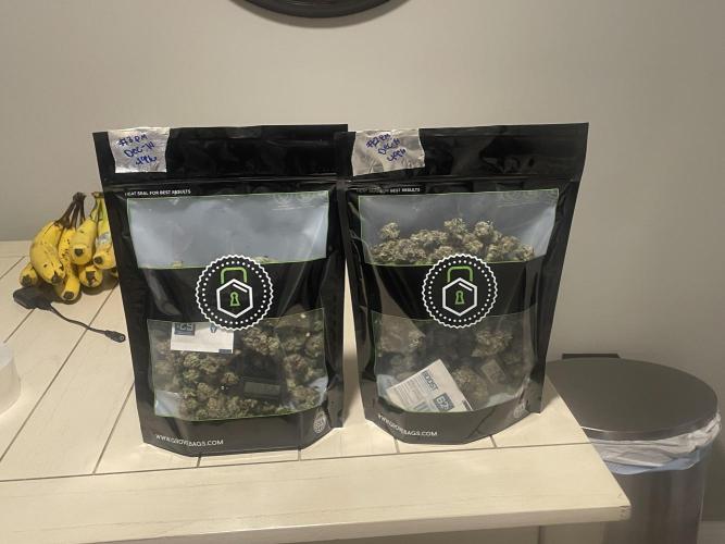 Purple Marmalade Pheno Hunt Living Soil. Week 15 - Buds after curing for 4 days. 