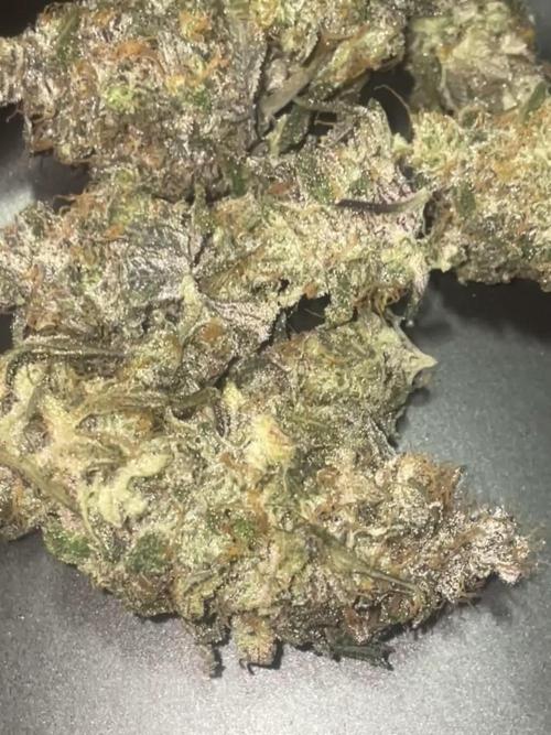 Purple Marmalade Pheno Hunt Living Soil