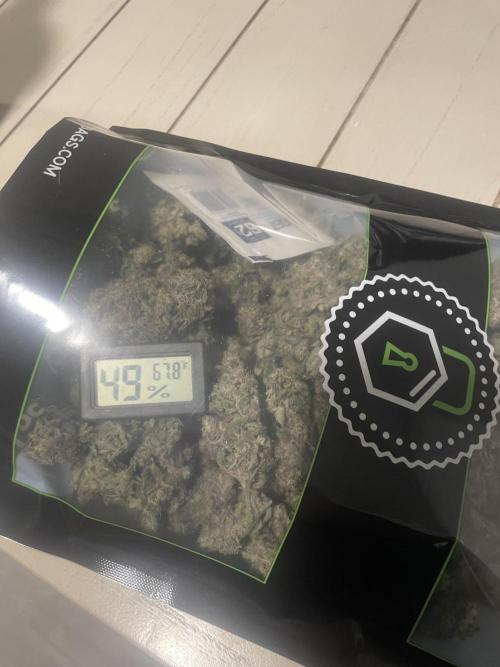 Purple Marmalade Pheno Hunt Living Soil. Week 15 - Pheno 2 directly after trimming need to rehydrate