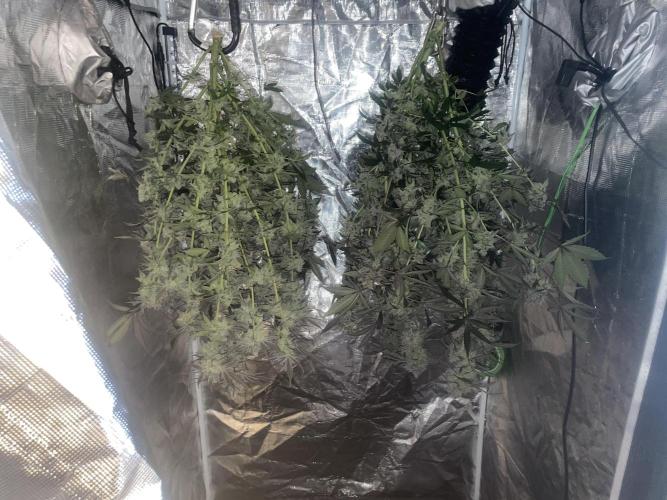 Purple Marmalade Pheno Hunt Living Soil. Week 15 - Plants hanging to dry