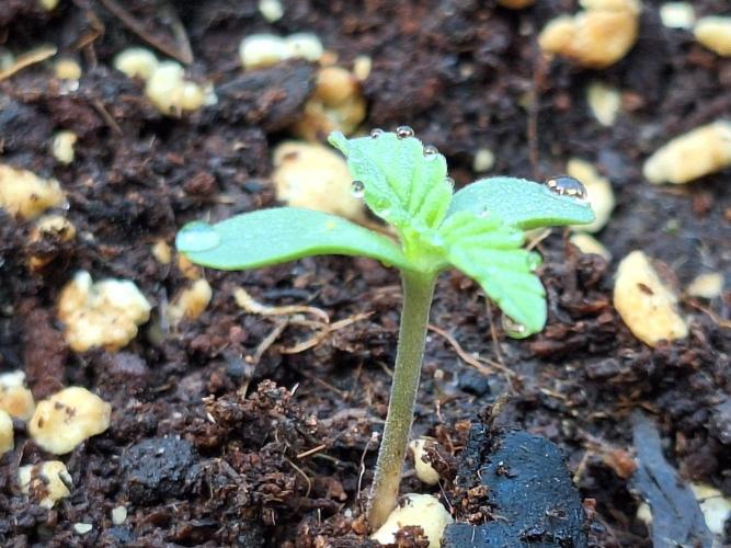 Guerilla Grow 2026. Week 1