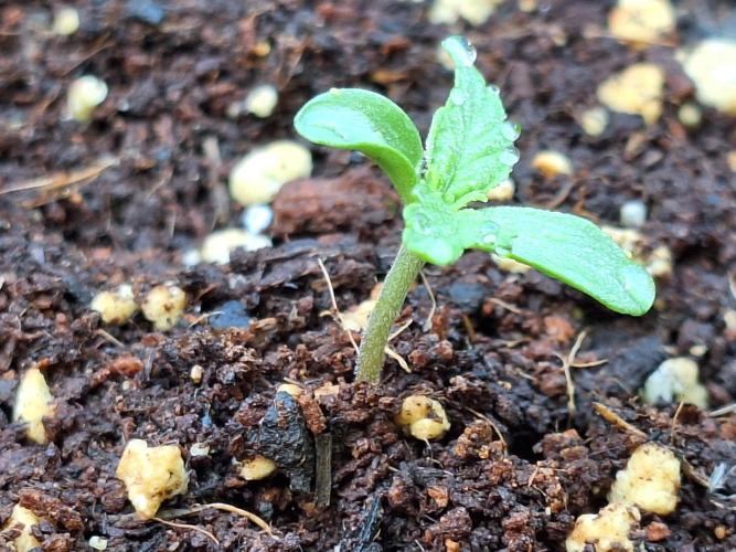 Guerilla Grow 2026. Week 1