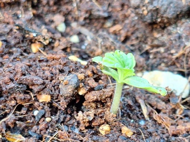 Guerilla Grow 2026. Week 1