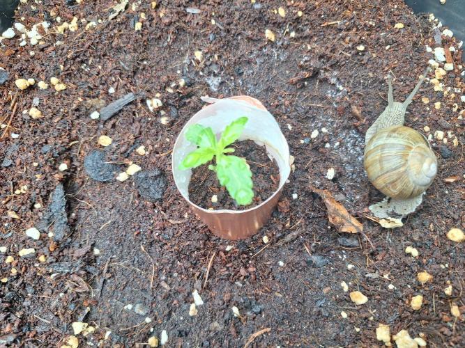 Guerilla Grow 2026. Week 2