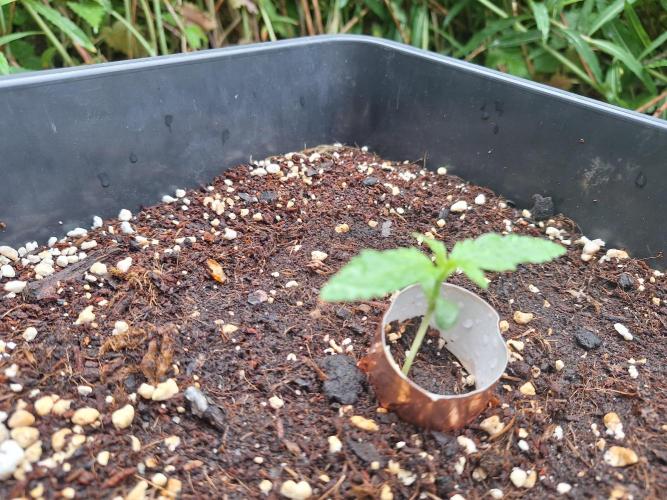 Guerilla Grow 2026. Week 2