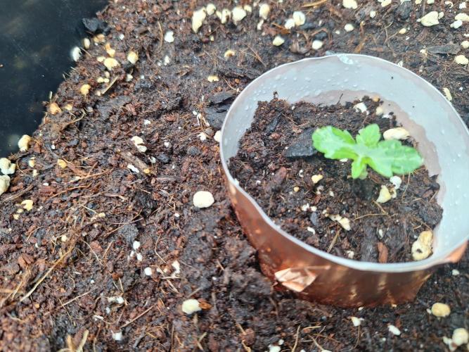 Guerilla Grow 2026. Week 2