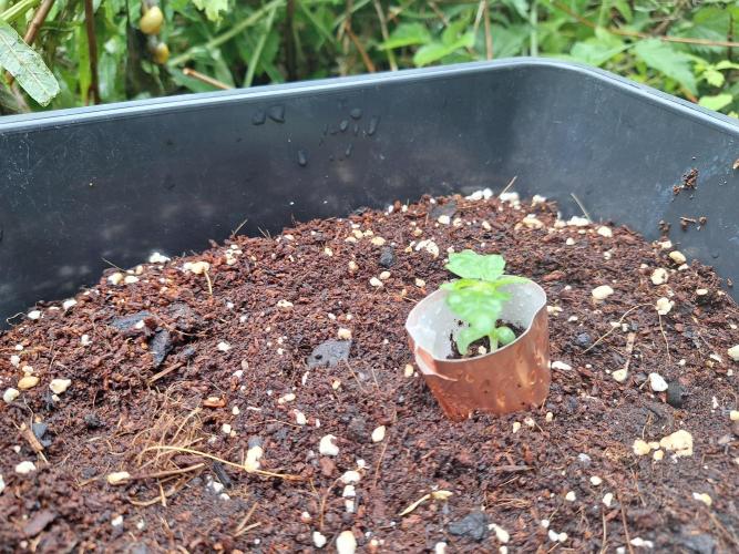 Guerilla Grow 2026. Week 2