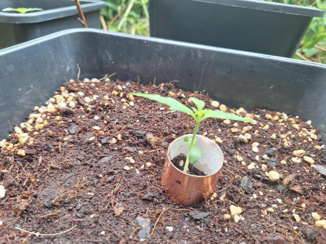 Pineapple Express F1 Automatic. Week 2