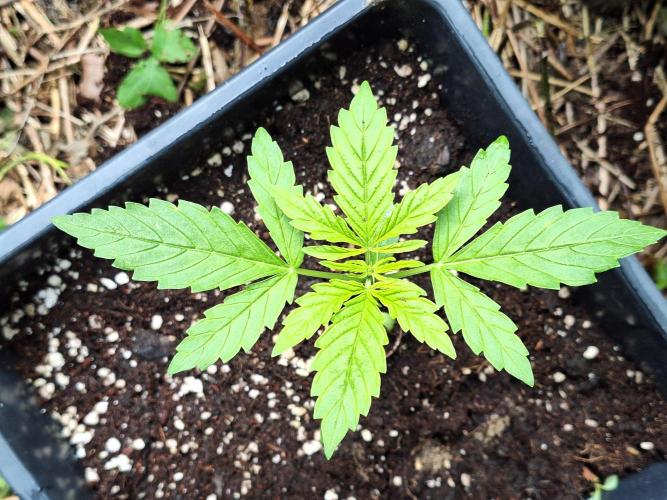 Guerilla Grow 2026 - spot # 1. Week 4