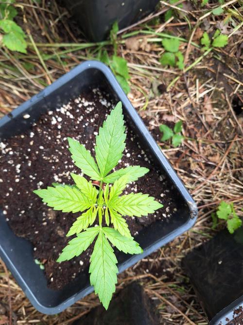 Guerilla Grow 2026 - spot # 1. Week 4