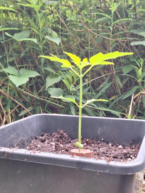 Guerilla Grow 2026 - spot # 1. Week 4