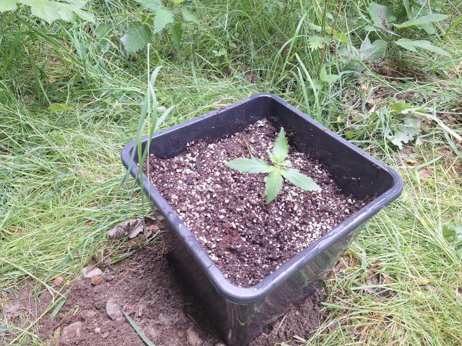 Guerilla Grow 2026 - spot # 2. Week 2