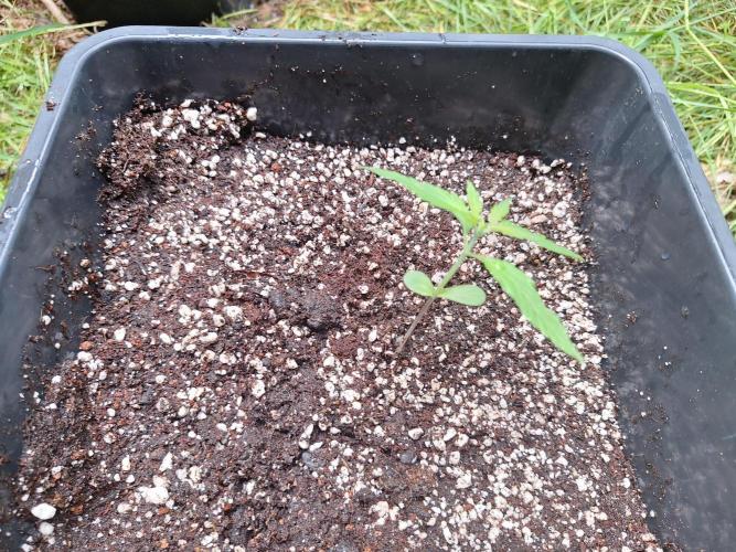 Guerilla Grow 2026 - spot # 2. Week 2