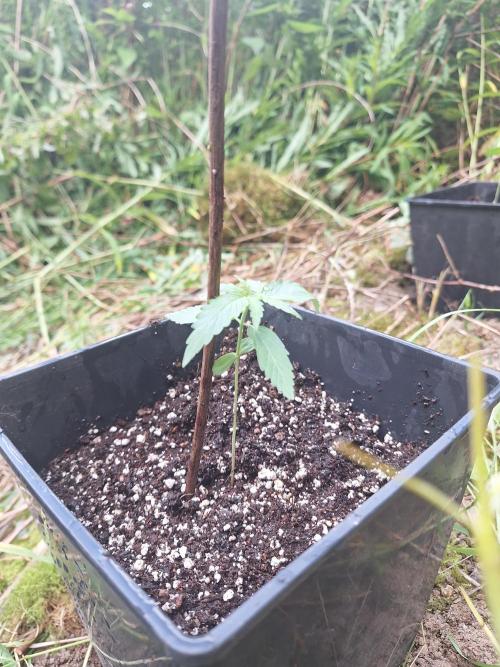 Guerilla Grow 2026 - spot # 3. Week 2