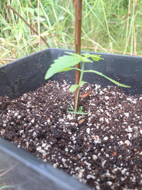 Guerilla Grow 2026 - spot # 3. Week 2