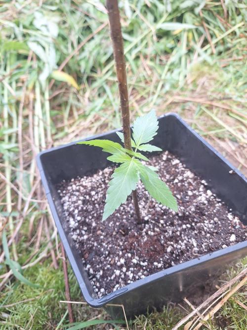Guerilla Grow 2026 - spot # 3. Week 2