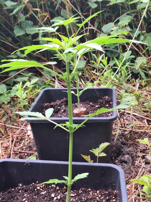 Guerilla Grow 2026 - spot # 1. Week 5