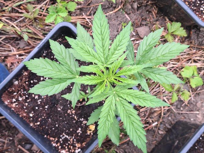 Guerilla Grow 2026 - spot # 1. Week 5