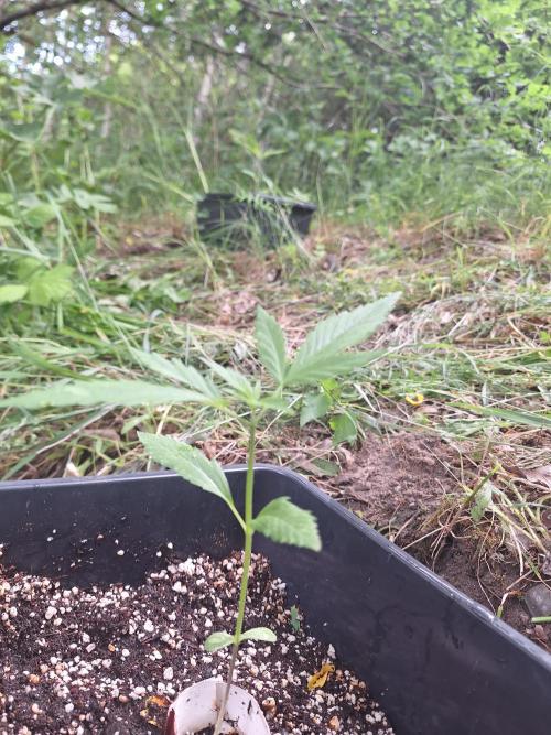 Guerilla Grow 2026 - spot # 2. Week 3