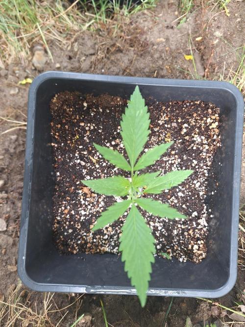 Guerilla Grow 2026 - spot # 2. Week 3