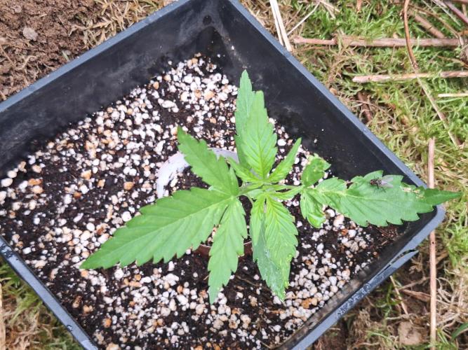 Guerilla Grow 2026 - spot # 3. Week 3