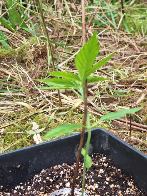 Guerilla Grow 2026 - spot # 3. Week 3