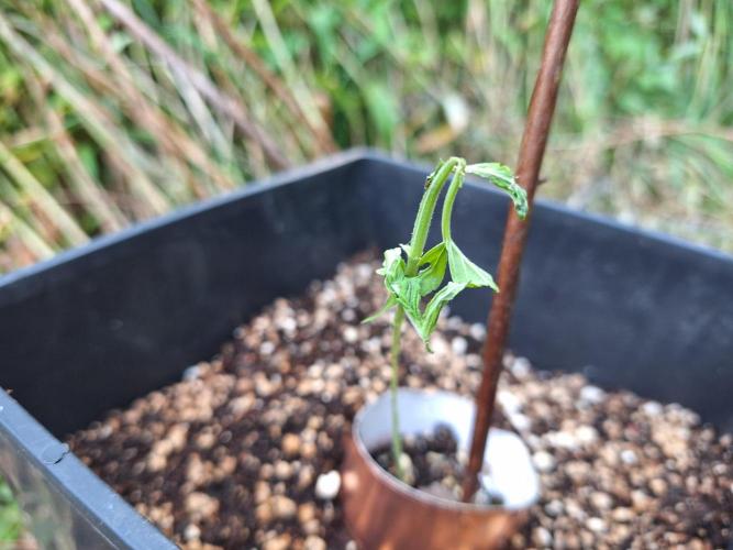 Guerilla Grow 2026 - spot # 3. Week 3 - RIP 💔