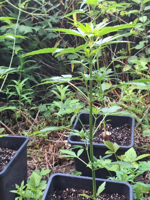 Guerilla Grow 2026 - spot # 1. Week 6