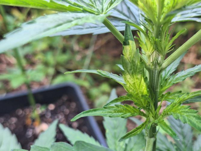 Guerilla Grow 2026 - spot # 1. Week 6