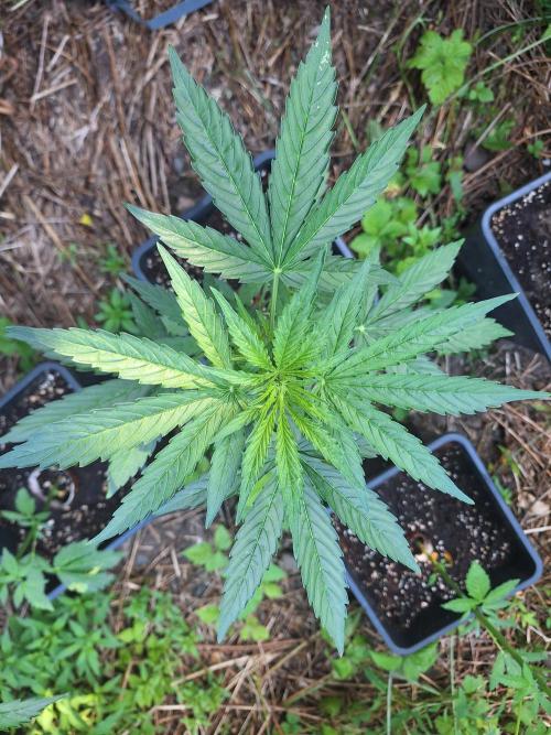 Guerilla Grow 2026 - spot # 1. Week 6