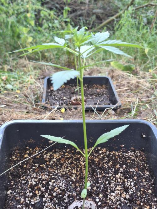 Guerilla Grow 2026 - spot # 2. Week 4