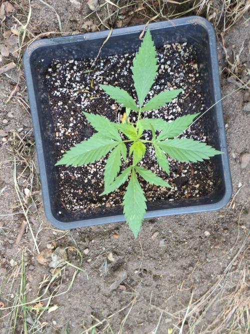 Guerilla Grow 2026 - spot # 2. Week 4