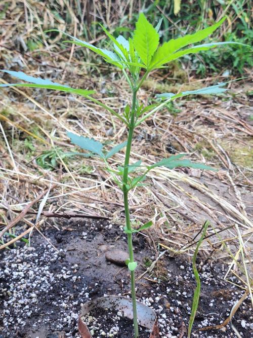 Guerilla Grow 2026 - spot # 3. Week 4