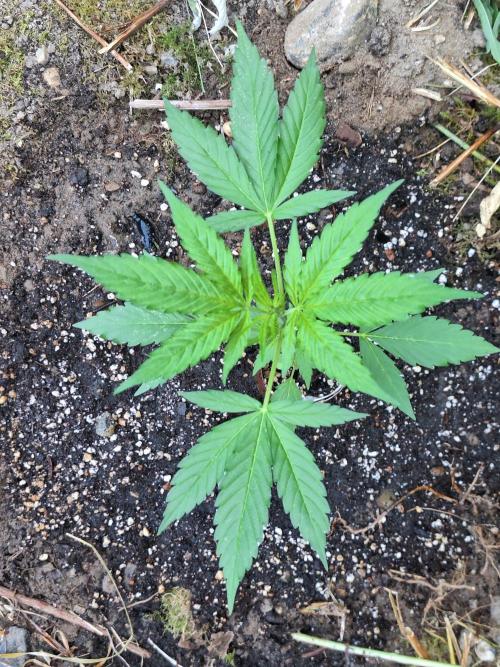 Guerilla Grow 2026 - spot # 3. Week 4