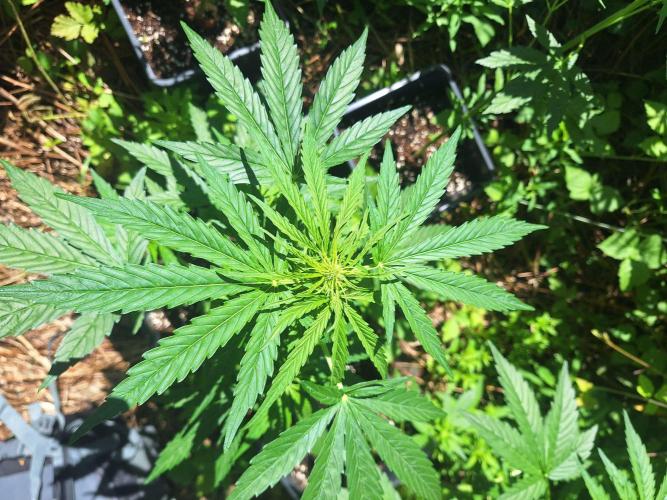 Guerilla Grow 2026 - spot # 1. Week 7