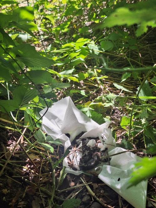 Guerilla Grow 2026 - spot # 1. Week 7 - Entry to my secret spot with toilet paper, dirt and a fake turd