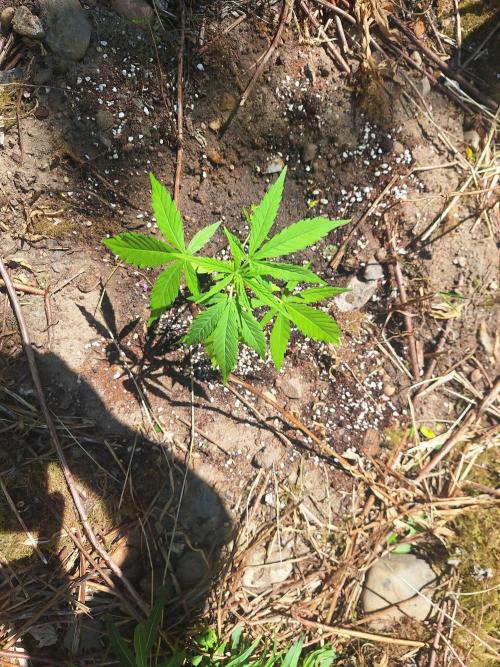 Guerilla Grow 2026 - spot # 3. Week 5 - Small one