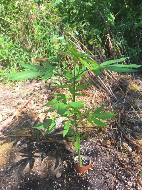 Guerilla Grow 2026 - spot # 3. Week 5