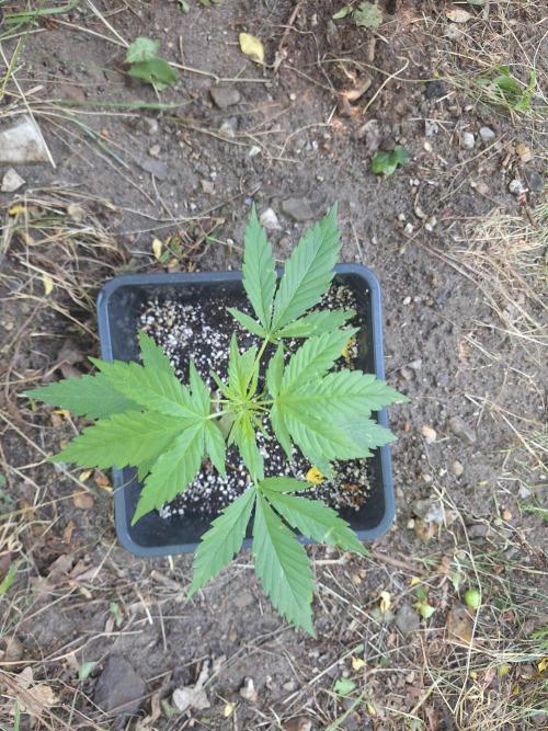 Guerilla Grow 2026 - spot # 2. Week 5
